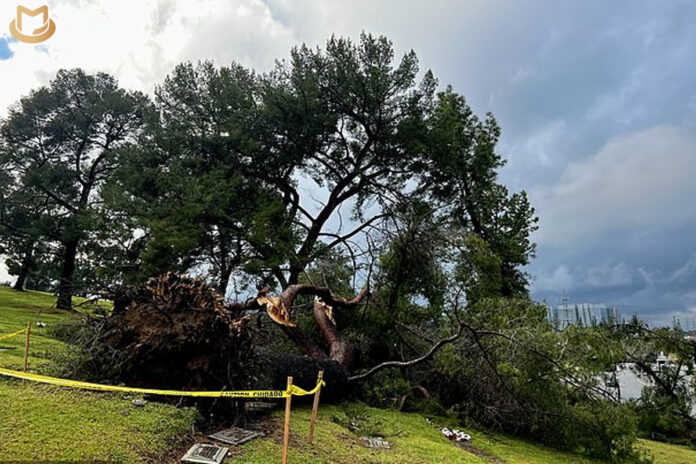 Forest Lawn Memorial frappé par une tempête anormale FLStorm01-696x464